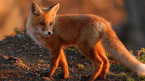 a picture of fox|pictures of fox images.